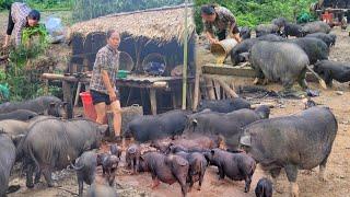 Lulu famr,Taking care of a herd of 10,000 wild boars,Gardening, growing vegetables for pigs to eat