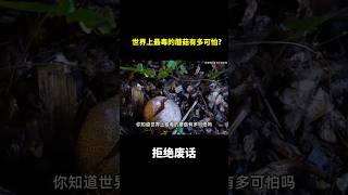 世界上最毒的蘑菇有多可怕?#冷知识 #涨知识