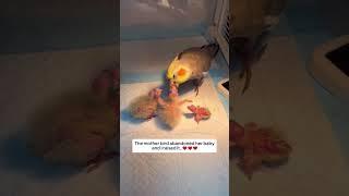 The mother bird abandoned her baby and I raised it, then.
