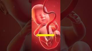 What Is Fetal Microchimerism ?  #youtubeshorts