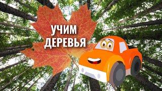 Деревья в картинках | Учим деревья с детьми | Умняха