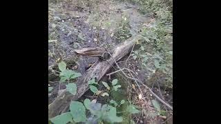 Honey Fungus Mushrooms (Armillaria mellea)