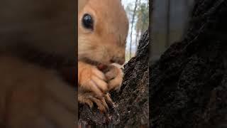 Метеозависимый бельчонок с капелькой  A weather-sensitive squirrel with a runny nose