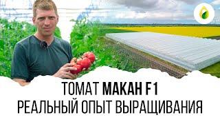 РЕАЛЬНЫЙ ОПЫТ ВЫРАЩИВАНИЯ  #МАКАН