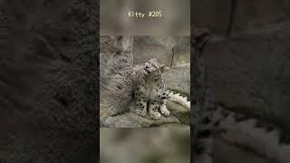 Kitty #205