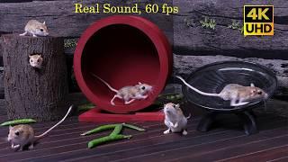 Cat TV Games Mice Hide & Seek real Show That Drive CATS Wild 4K 60fps