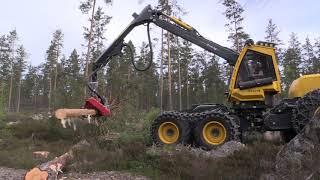 Log Max 6000V - Feeding and sawing action