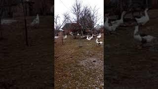 Гусиные бои goose fights in Ukraine