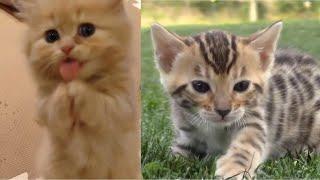 Baby Cats - Cute and Funny Cat Videos Compilation 2020