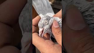 jama masjid kabutar market | pigeon market | red fort Delhi white pigeons