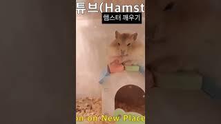 자는 햄스터 깨우기(waking hamster up)