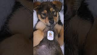Cute Puppy's First Spa Day ️