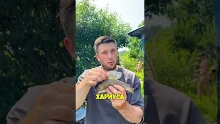 Как поймать хариуса #shorts #рыбалка