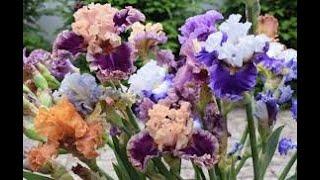 Божественная красота ИРИСОВ. Ирисы в моём саду Сорта и названия ирисов.The divine beauty of the IRIS