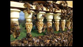 Grafting And Raising Queen Honeybees