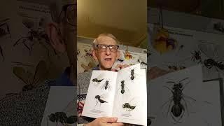 WHO ARE PARASITIC CHALCID WASPS? Entomologist Explains about Parasitoids, Chalcidoidea, Hymenoptera.