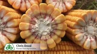 Product Highlight Corn Hybrid P1353AM