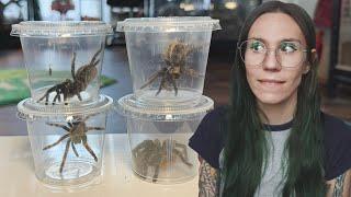 REMEMBER THESE 4 SPIDERS? well ..