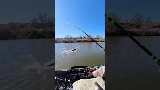 Never take your eyes off your rod! #rivermonsters  #outdoors #fishing #fish #sturgeon #oldtownkayak