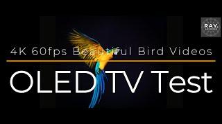 Wonderful 4K HDR 60FPS DOLBY VISION 4K OLED  QLED Test With Breathtaking and Beautiful Birds Viedos