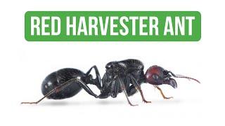 How To Care for Messor Barbarus - Care Guide | BRUMA Ants