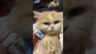 Obat Mata tetes Kucing yg Ampuh Mengobati Iritasi Mata. #reels #viral #shorts #kucing #catlover #cat