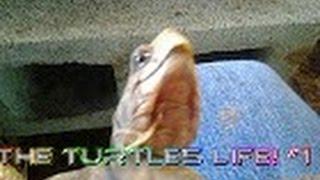 The Turtle's Life #1 | Peaceful