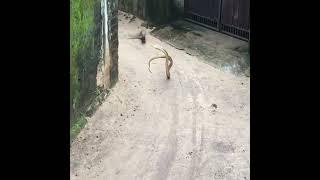 mongoose vs Big snake unbelievable meet