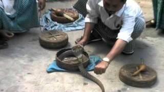 Man gets bitten in face by Cobra