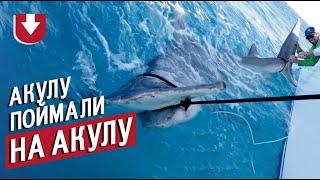 Рыбаки поймали крупную акулу, но на нее клюнула акула еще больше: захватывающее видео из США