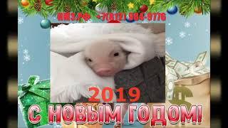 Поздравляем С Новым 2019 годом ПМЭ РФ ! Счастья ! Добра ! Успехов !