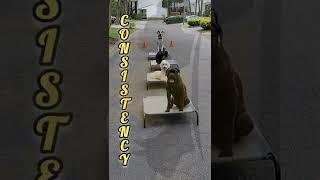 Www.jaycaydogservices.com