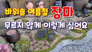 여름장마 바위솔 이렇게 심으면 물러죽지 않아요 따라해 보세요