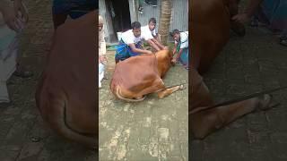 kurbani Guru  qurbani Mubarak #cow #tiktok #shortsfeed #shorts #viral #voice #islam #ytshorts