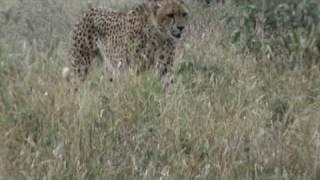 Cheetha in Southern Kruger near Crocodile Bridge Gate