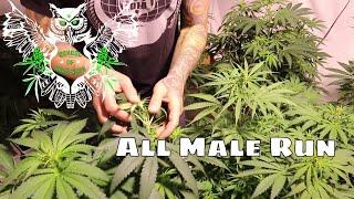 All Male Run | Flowering Out Male Plants | Male vs Female Cannabis Plants