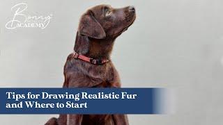 Tips for Drawing Realistic Fur and Where to Start | Top Tips
