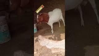 ️ GOAT FORM 