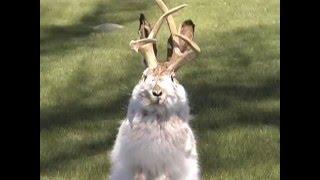 Jackalopes Are At Jackalope Ranch