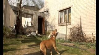 Amstaff RUFUS...baloon game.