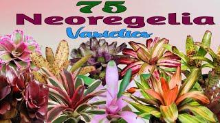 75  Eye Catching Neoregelia Bromeliads Varieties