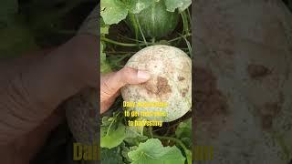 Daily observation to get right time to harvest. .. #muskmelonboy #farming #muskmelon #agriculture