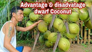 Buko pandan dwarf coconut advantage & disadvantage/ Gha Agri Tv