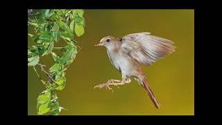 NIGHTINGALE SONG - 3 hours REALTIME 2022 Plentiful Nightingale Singing ,Birdsong,Nature sounds.