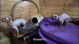 Свадьба.  Приколы с животными! elf sphynx 斯芬克斯猫 小精灵 スフィンクス القط