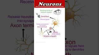 Neuron structure and Function shorts  #ytshorts #biology #neuronet