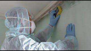 Mold Removal: Clean Up or Tear Out?