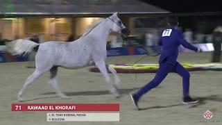 N 71 RAWAAD EL KHORAFI   Asharqia Gulf Straight Egyptian Arabian Cup 2020   Mares 10+ Years Old Clas