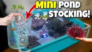 STOCKING MINI Saltwater POND With EXOTIC FISH and INVERTEBRATES!!