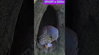 The Severe Revenge Of The Hawk |  Like & Subscribe me ️